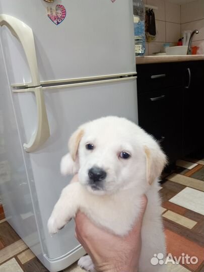 Щенки лабрадора