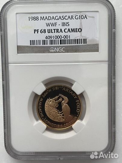 Мадагаскар фауна ибисы золото