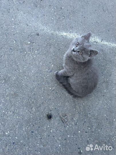 Русская голубая