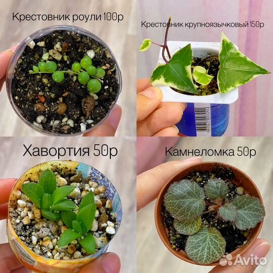 Комнатные растения 30 видов