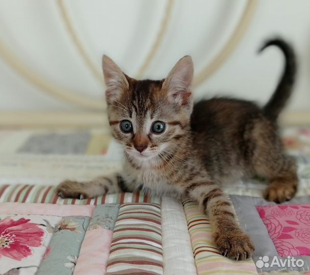 Лапочка девочка в добрый дом