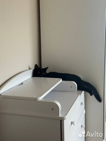 Отдам кота только в добрые руки