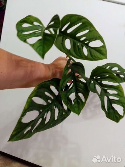 Монстера Адансони