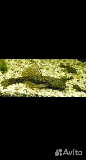 Сомики анциструсы