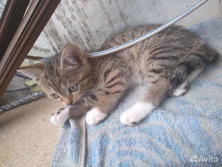 Кошка в дар