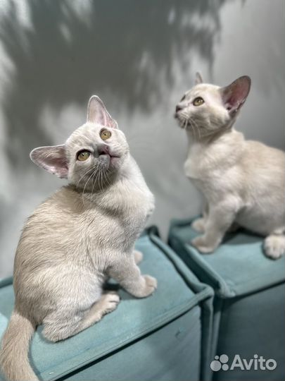Бурманские котята