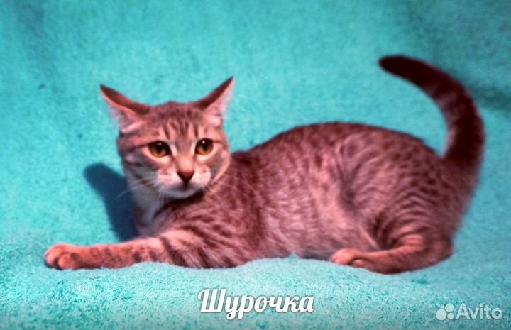 Особенная кошечка
