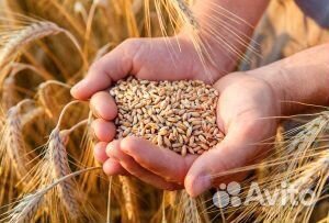 Зерно пшеница ячмень