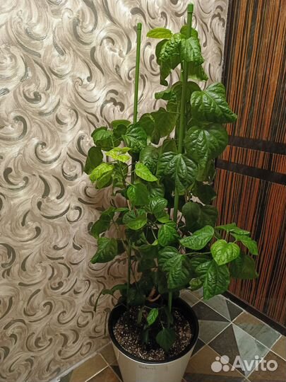 Роза Габриель