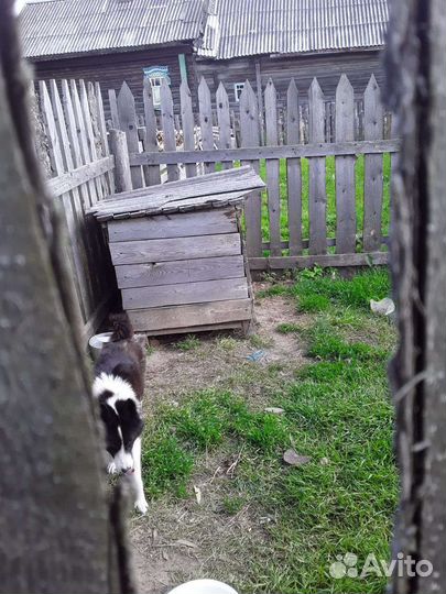 Русско-европейская лайка