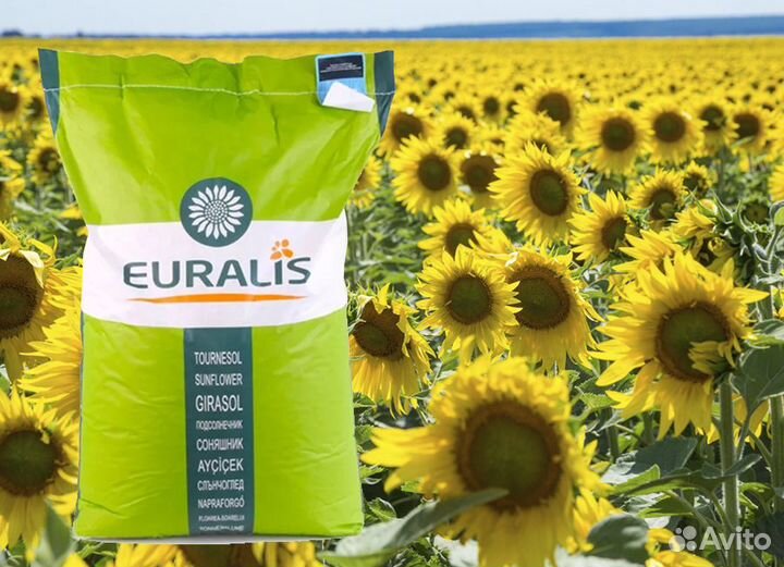 Семена подсолнечника Евралис Гибриды пенза