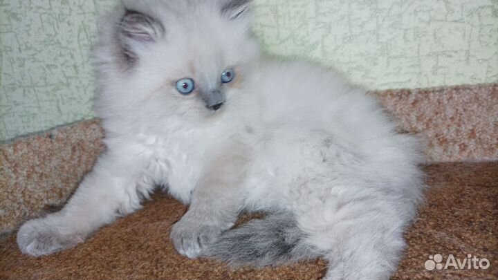 Шотландские кошки