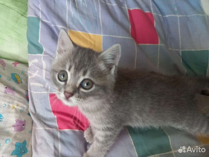 Кошка в дар