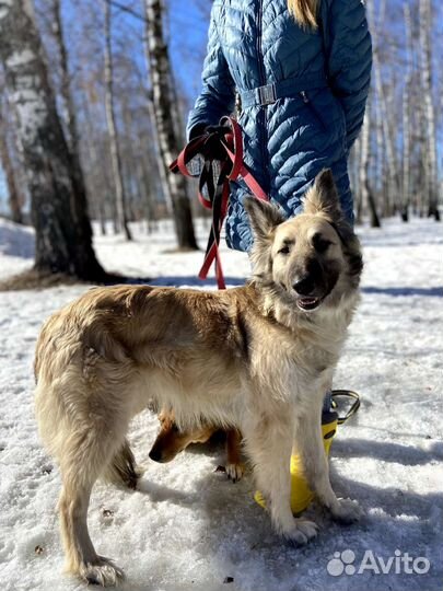 Породистая собака попала в приют