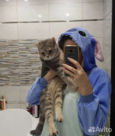 Шотландский кот вязка