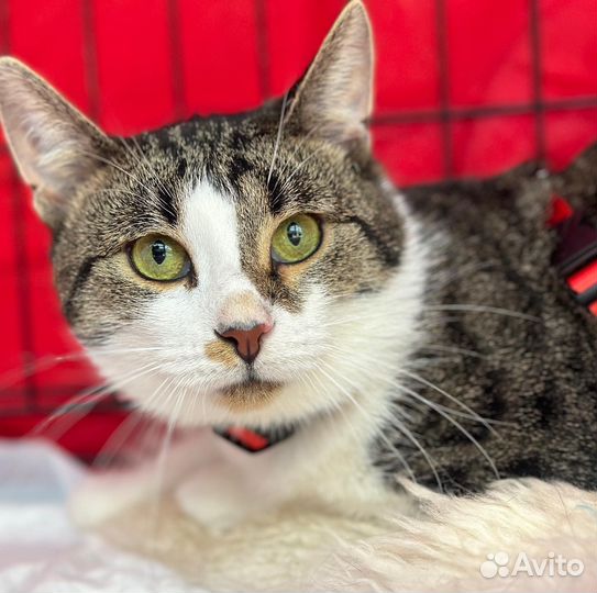 Кузька в поиске доброго человека