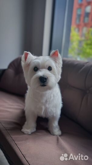 Груминг бесплатно