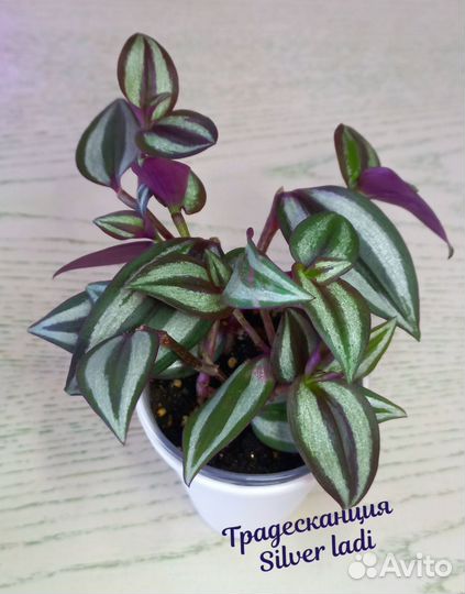 Традесканции