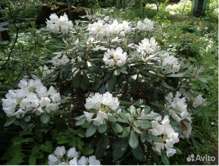 Рододендрум копоткоплодный