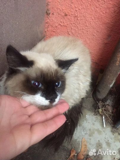 Кошка в дар