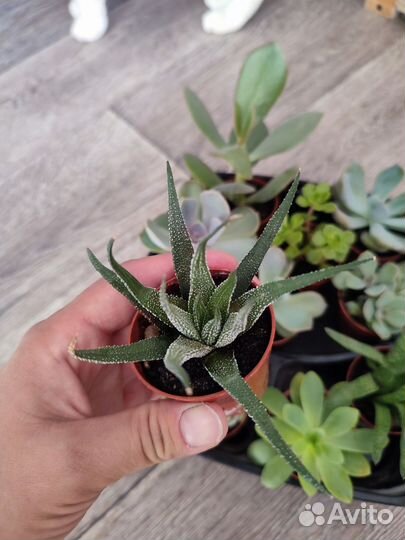 Суккуленты