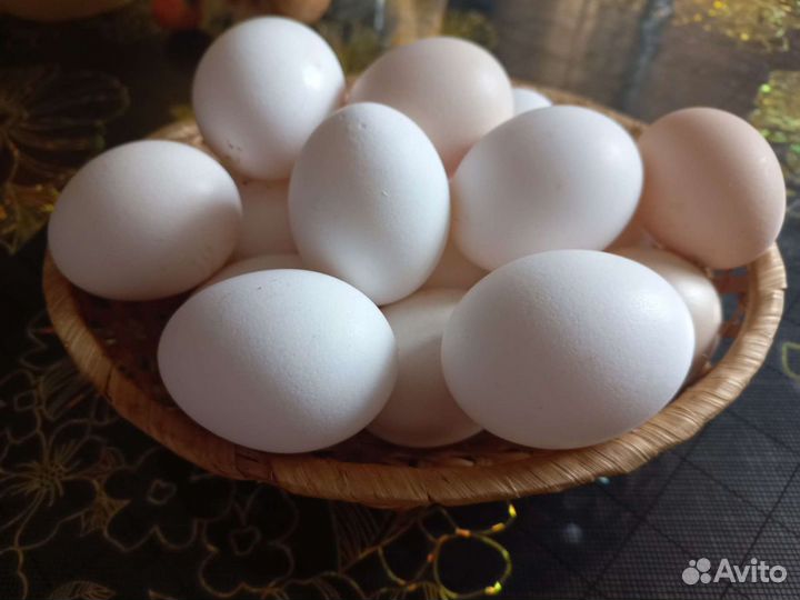 Домашние куриные яйца