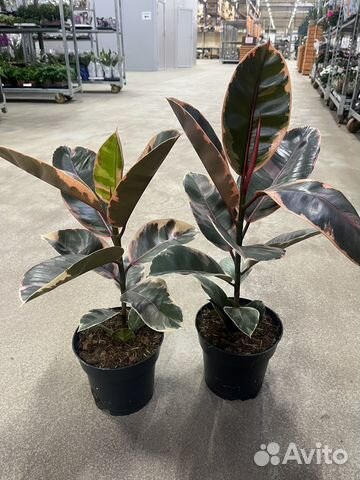 Фикус эластика Белиз купить в Санкт-Петербурге | Товары для дома и дачи ...