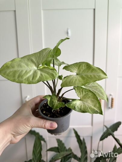 Сингониум Вайт Баттерфляй, сингониум Брокант