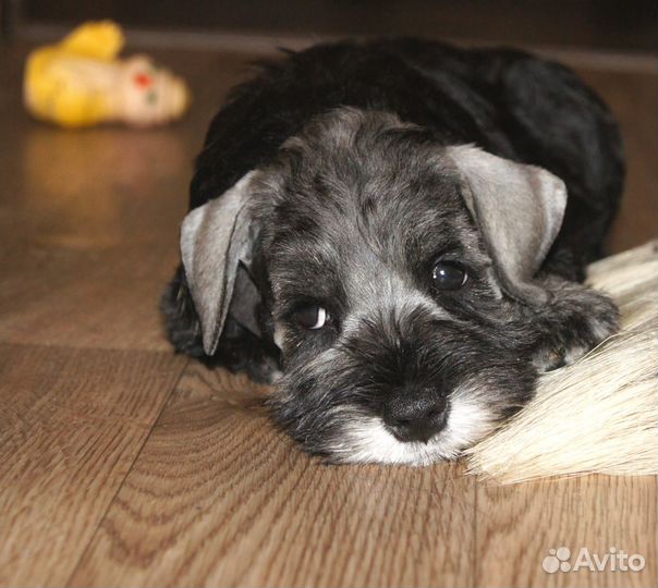 Красавица цвергуша