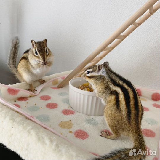 Бурундучата этого года