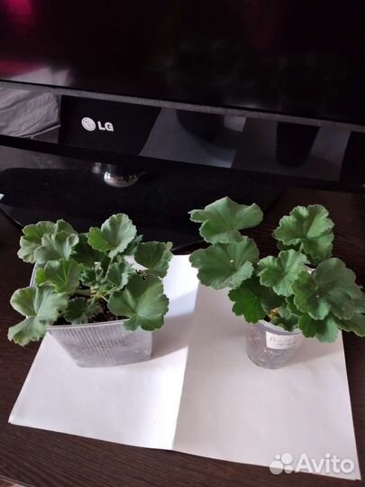 Пеларгония герань