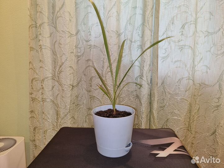 Финик Канарский