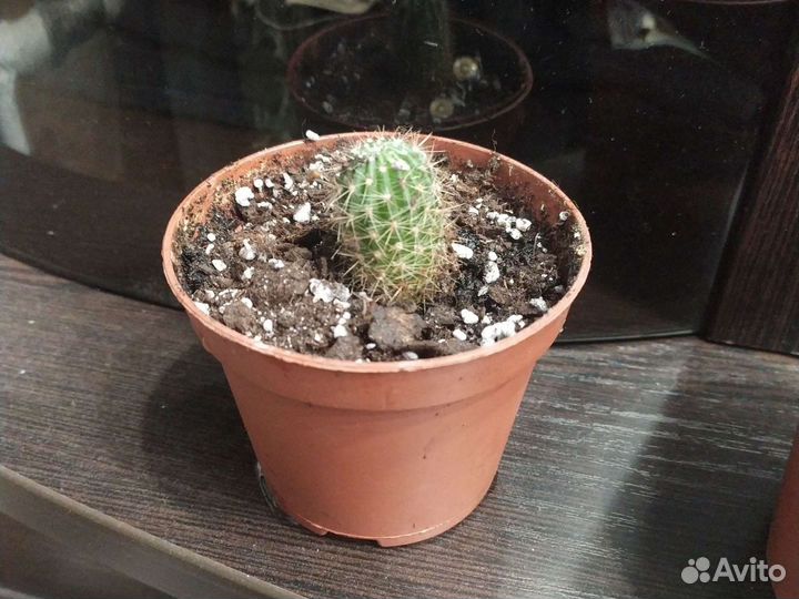 Кактусы и сансеверия