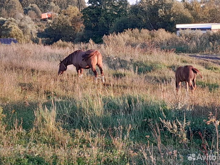 Лошадь с жеребьёнком