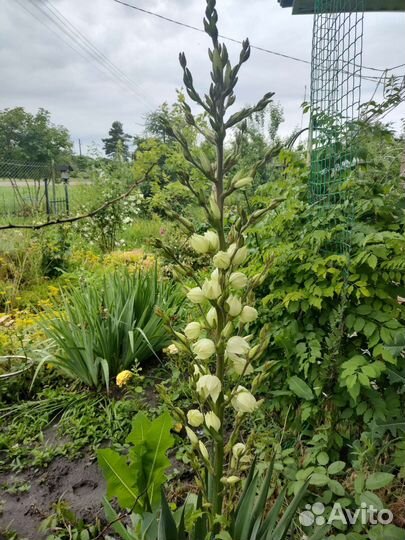 Юкка нитчатая