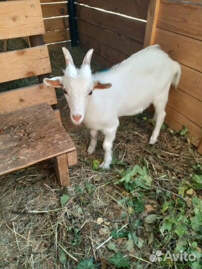 Козлята