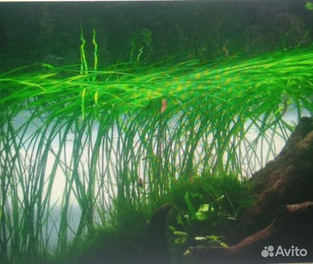 Аквариумные рыбки, растения,креветки, мох, корм