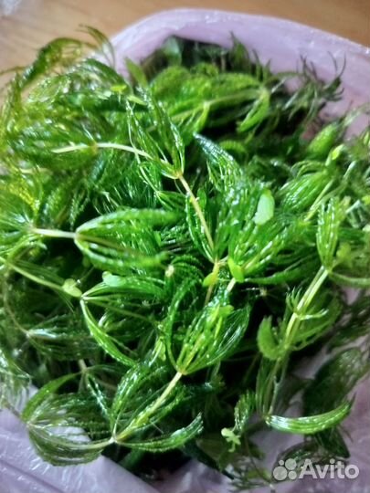 Аквариумные растения