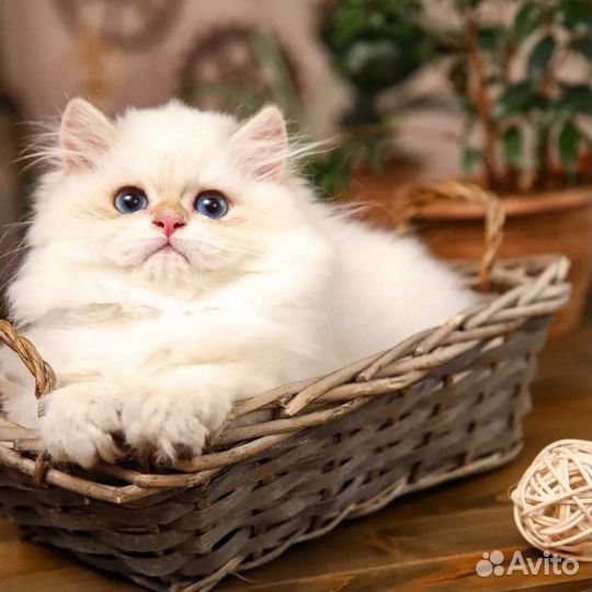 Длинношерстный британский котик