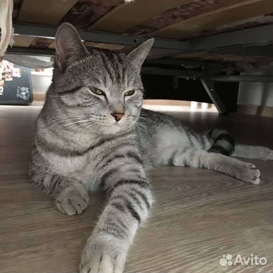 Британский кот