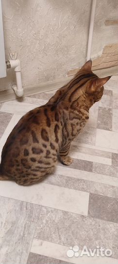 Бенгальский котенок