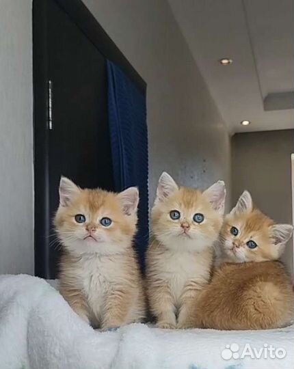 Британские котята золотая шиншилла