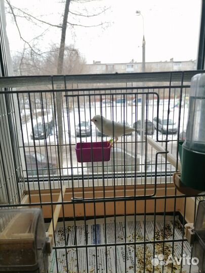 Канарейка овсяночного напева в Подольске