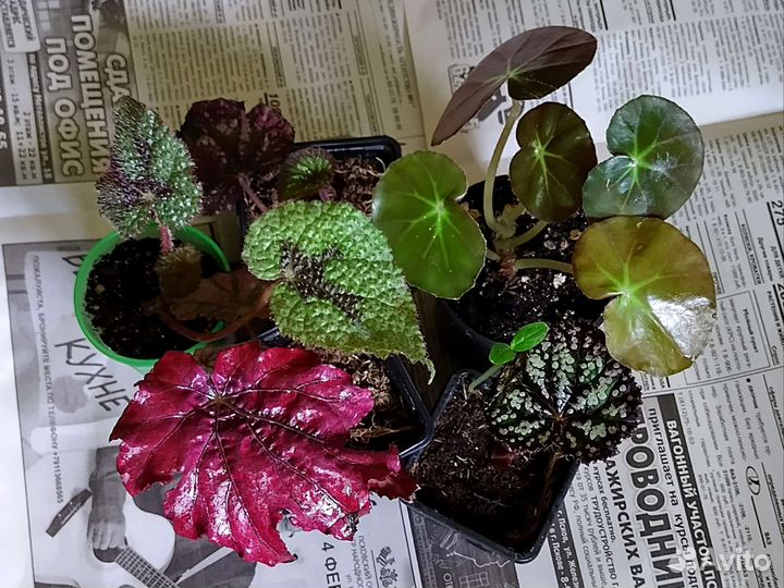 Бегония королевская (набор)
