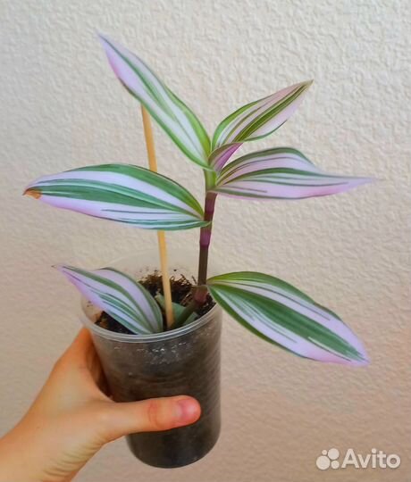 Комнатные цветы