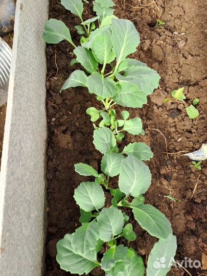 Капуста ранняя, поздняя и среднеспелая