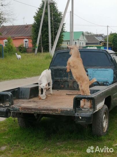 Продам козлят