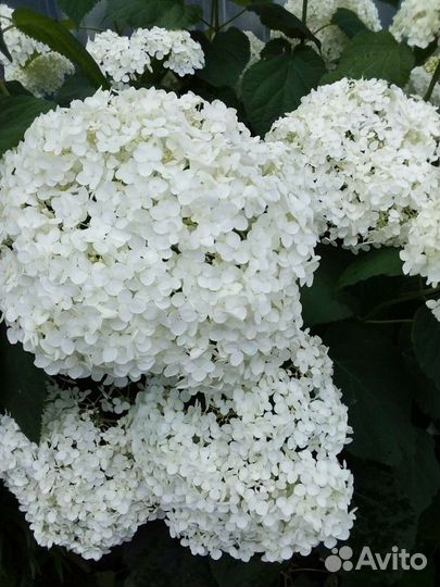 Хризантемы разные, флоксы, астильба, дельфиниум