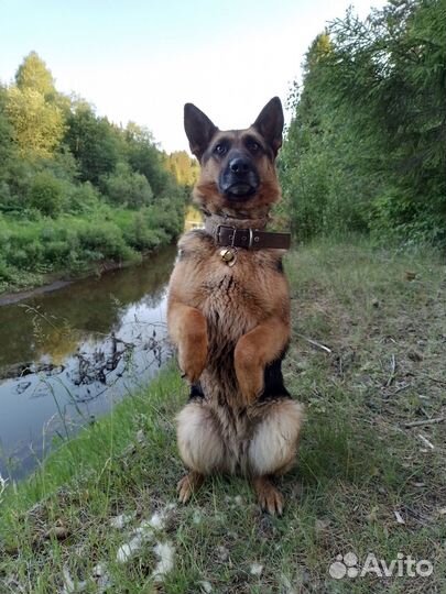 Щенки немецкой и бельгийской овчарки помесь