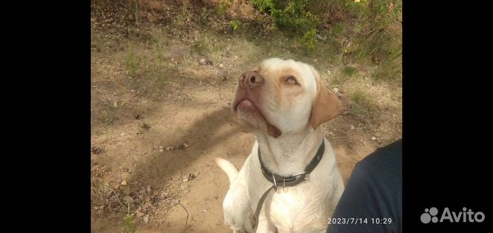 Щенки лабрадора